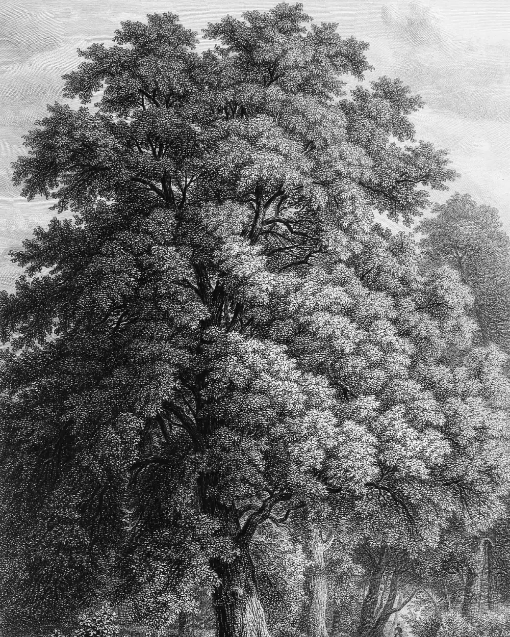 A linden tree, copperplate engraving from Der Wald by Emil Adolf Roßmäßler, 1863.